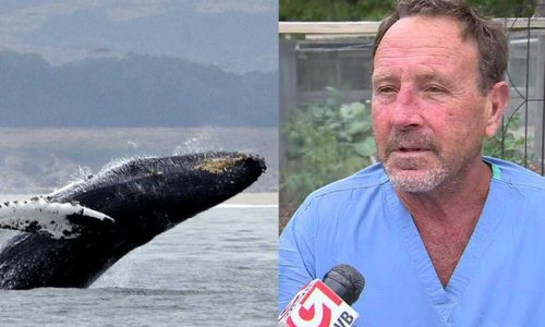 Mỹ: 30 giây kinh hoàng của ngư dân rơi vào miệng cá voi